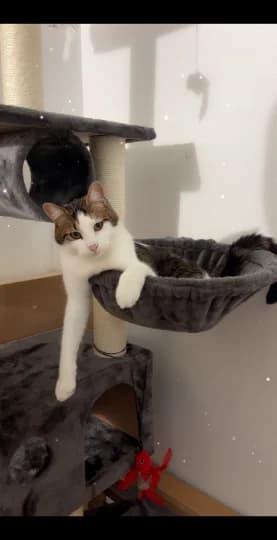 Tiko, male European Shorthair for adoption at Caresses de Chat 94, Saint-Maur-des-Fossés