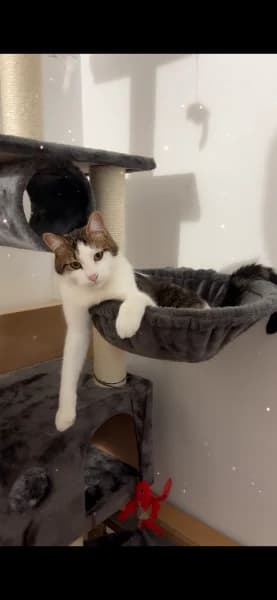 Tiko, male European Shorthair for adoption at Caresses de Chat 94, Saint-Maur-des-Fossés