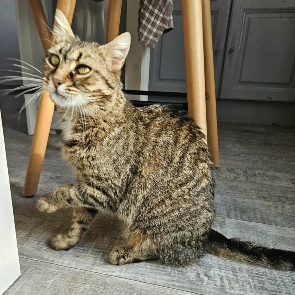 Aura, female 5yo Mixed Breed for adoption at CAT, chabris