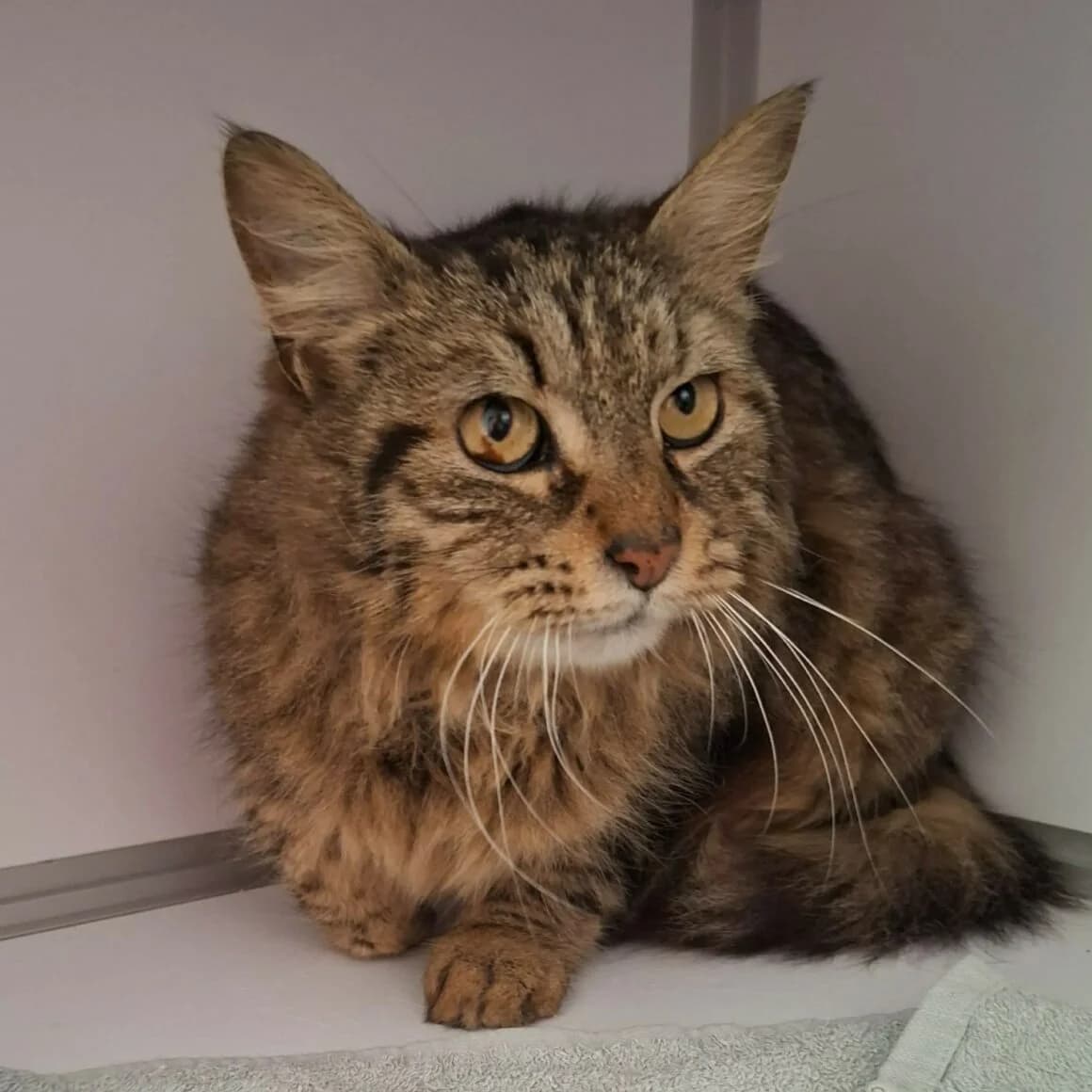 Bimbo, female 7yo Mixed Breed for adoption at CAT, chabris