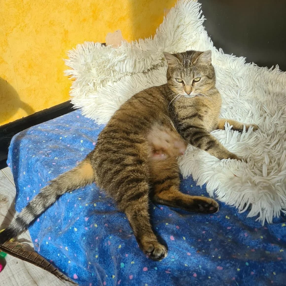 Biscotte, female young Mixed Breed for adoption at CAT, chabris
