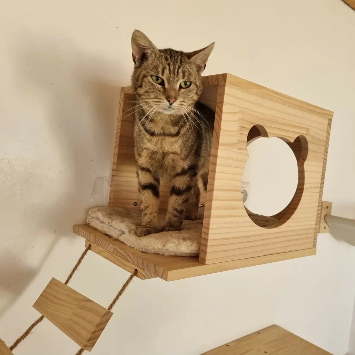 Bulma, female young Mixed Breed for adoption at CAT, chabris