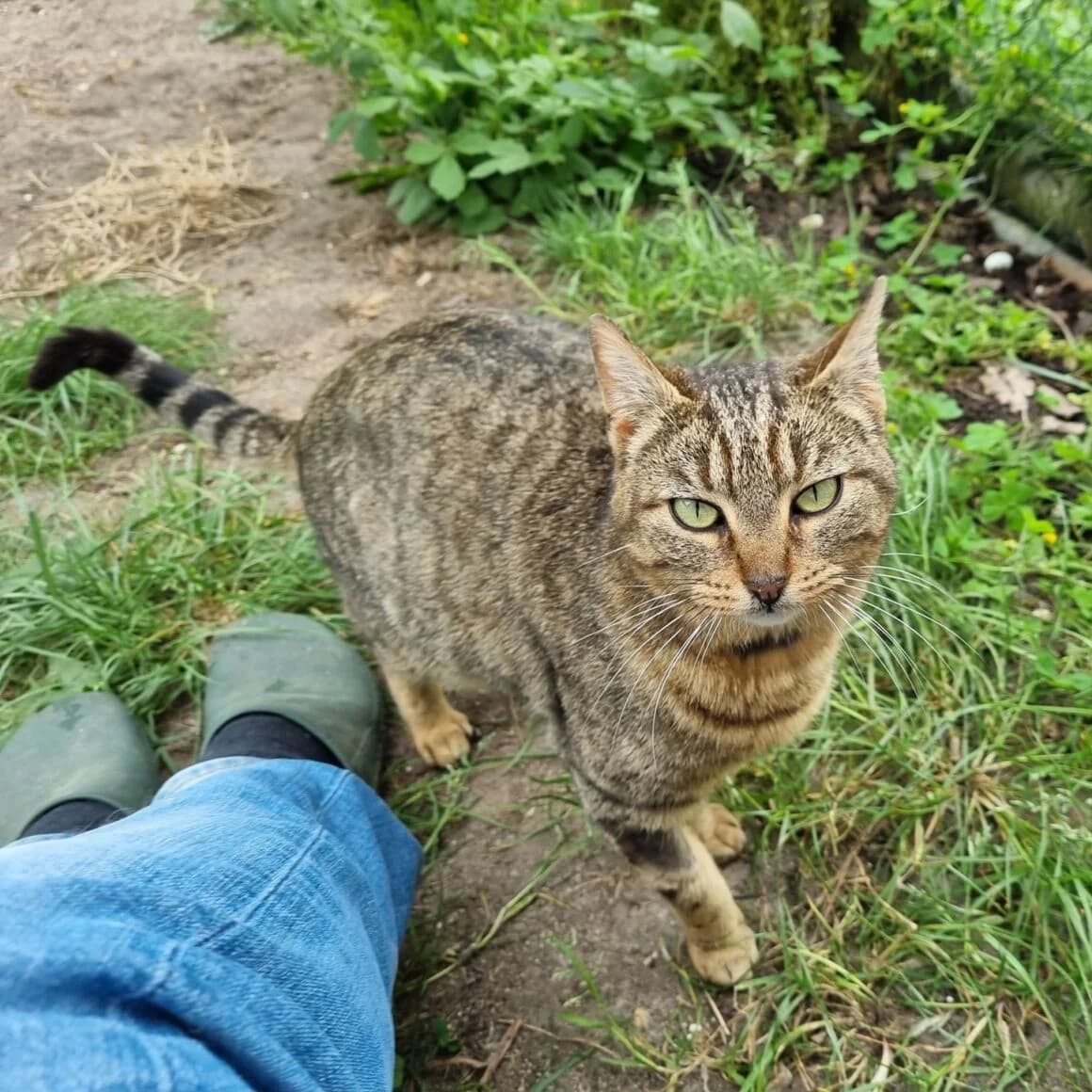Birdy, female 4yo Mixed Breed for adoption at CAT, chabris