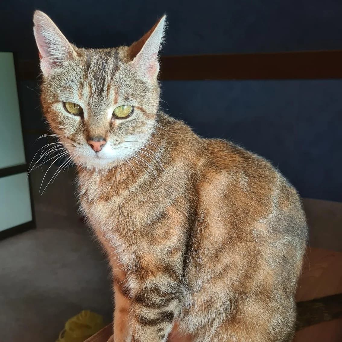 Braise, female young Mixed Breed for adoption at CAT, chabris