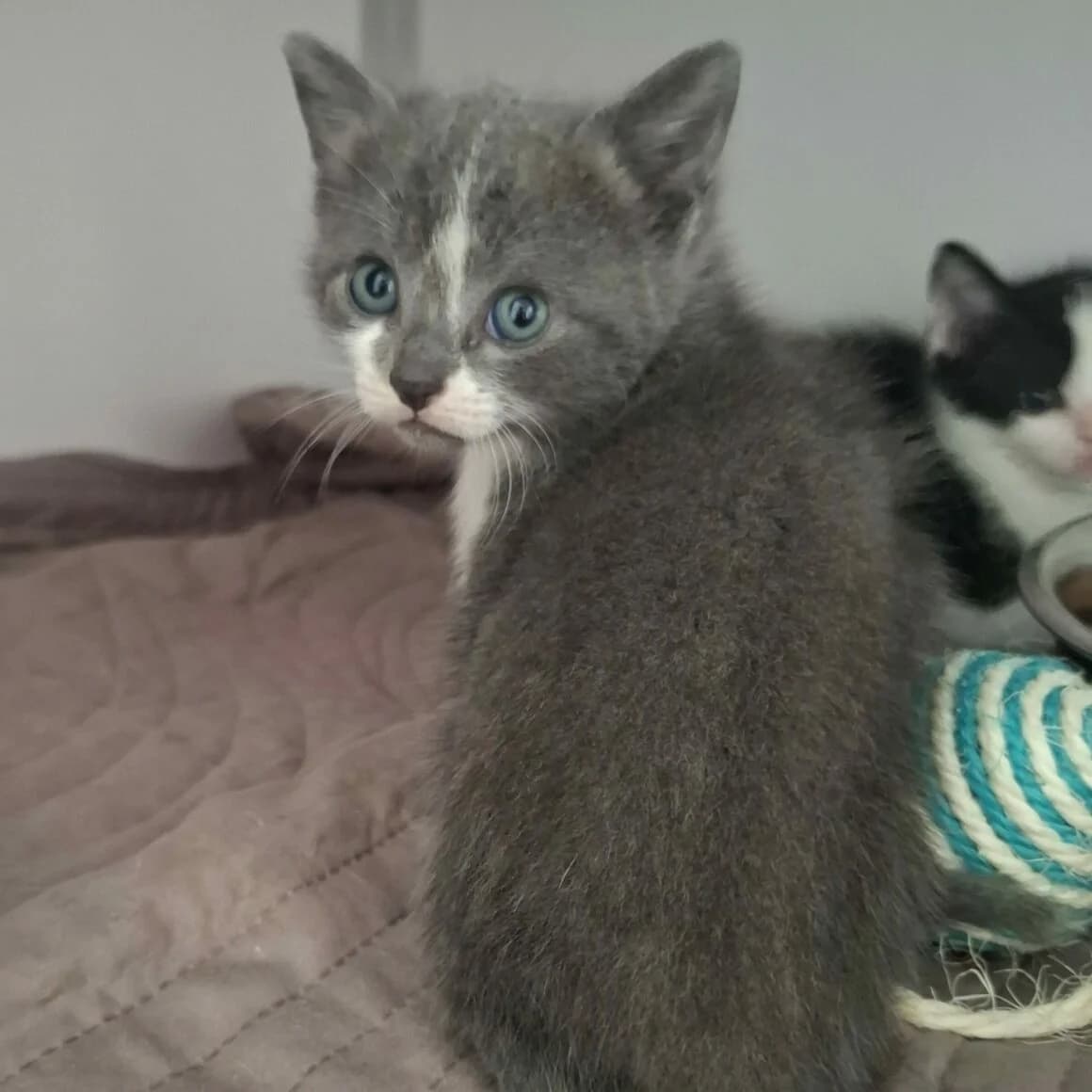 Bryn, female puppy Mixed Breed for adoption at CAT, chabris