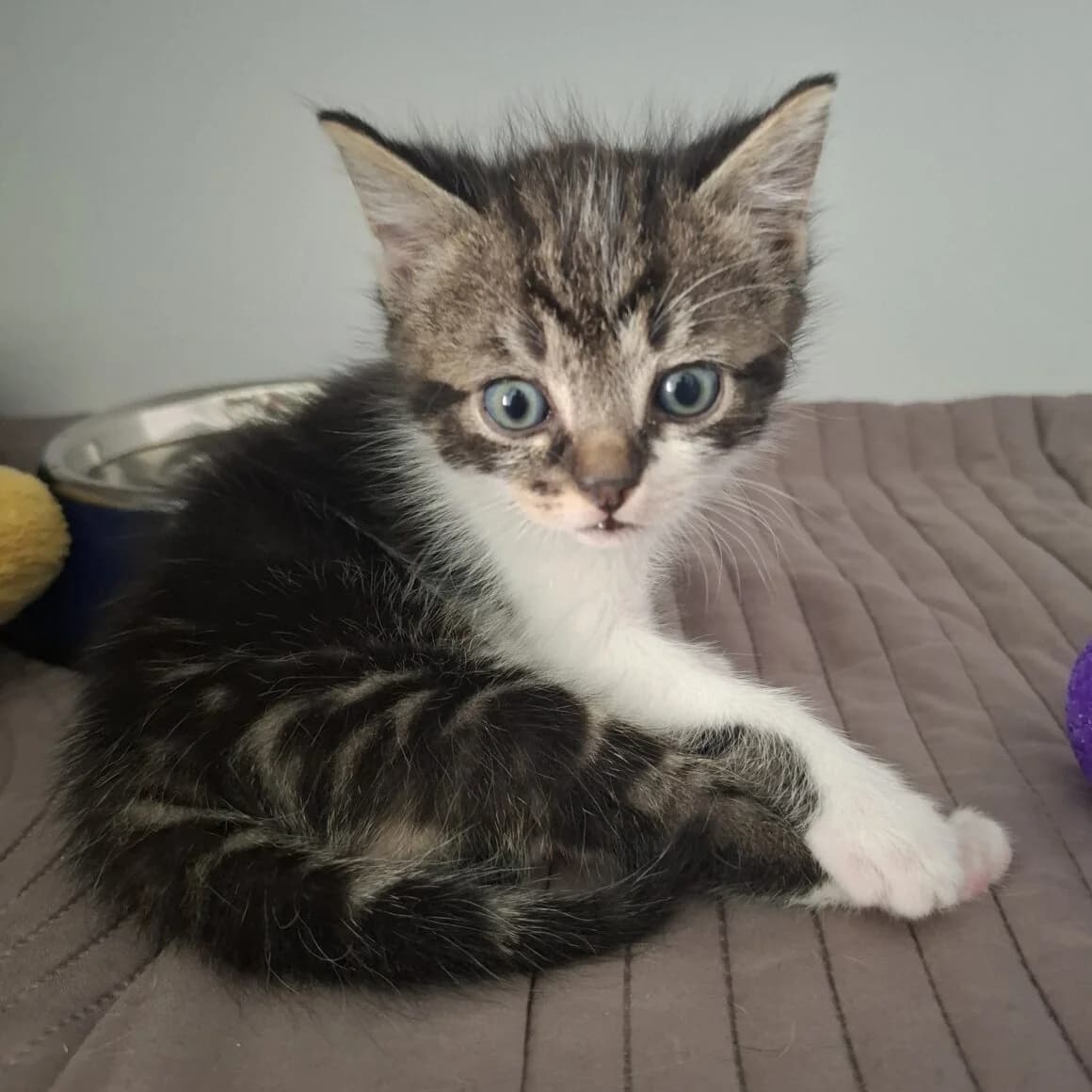 Bugg, male puppy Mixed Breed for adoption at CAT, chabris