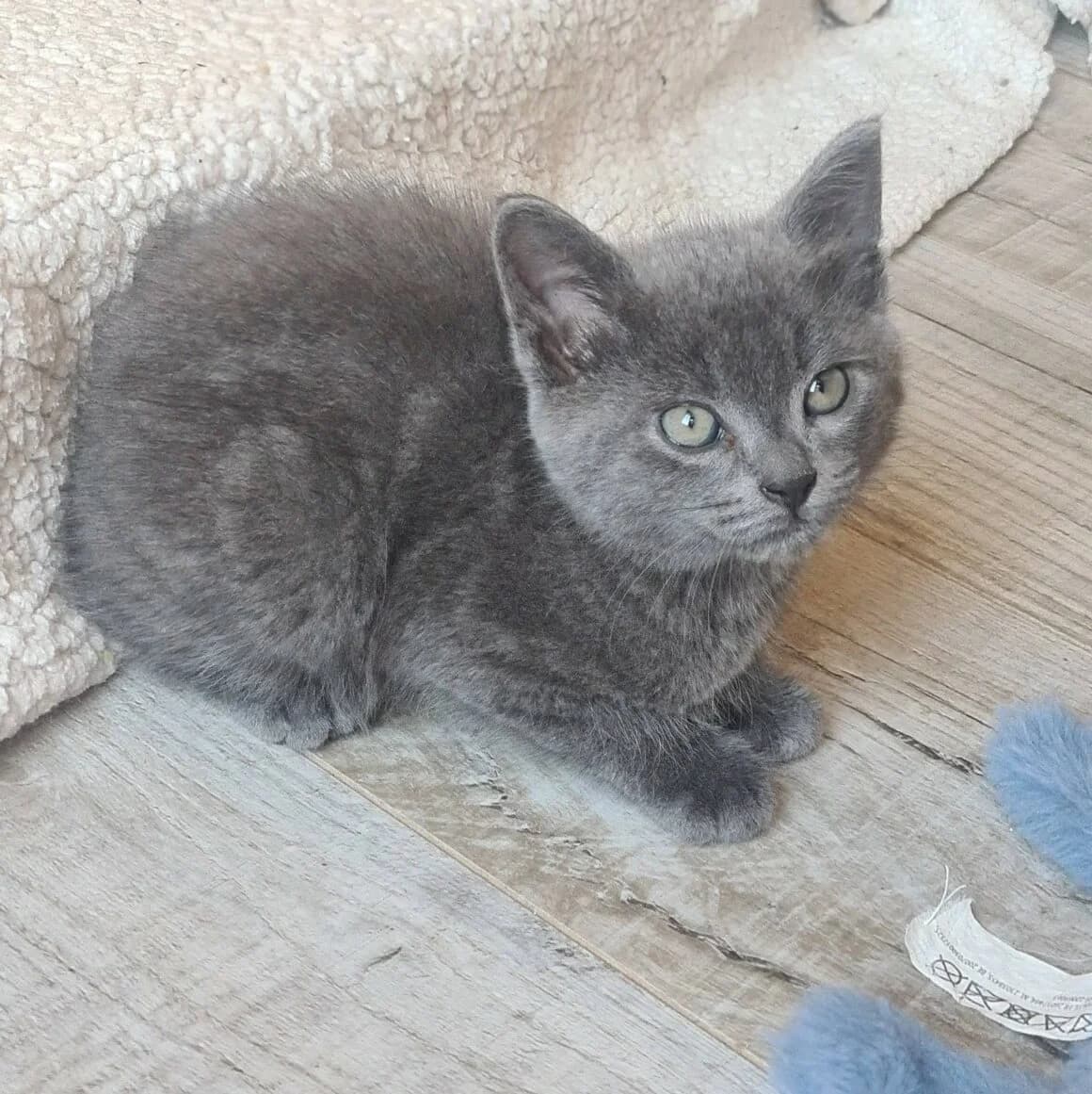 Baubillious, male puppy Mixed Breed for adoption at CAT, chabris
