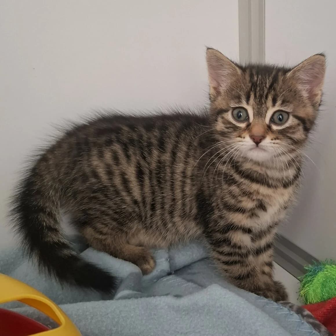 Baxter, female puppy Mixed Breed for adoption at CAT, chabris