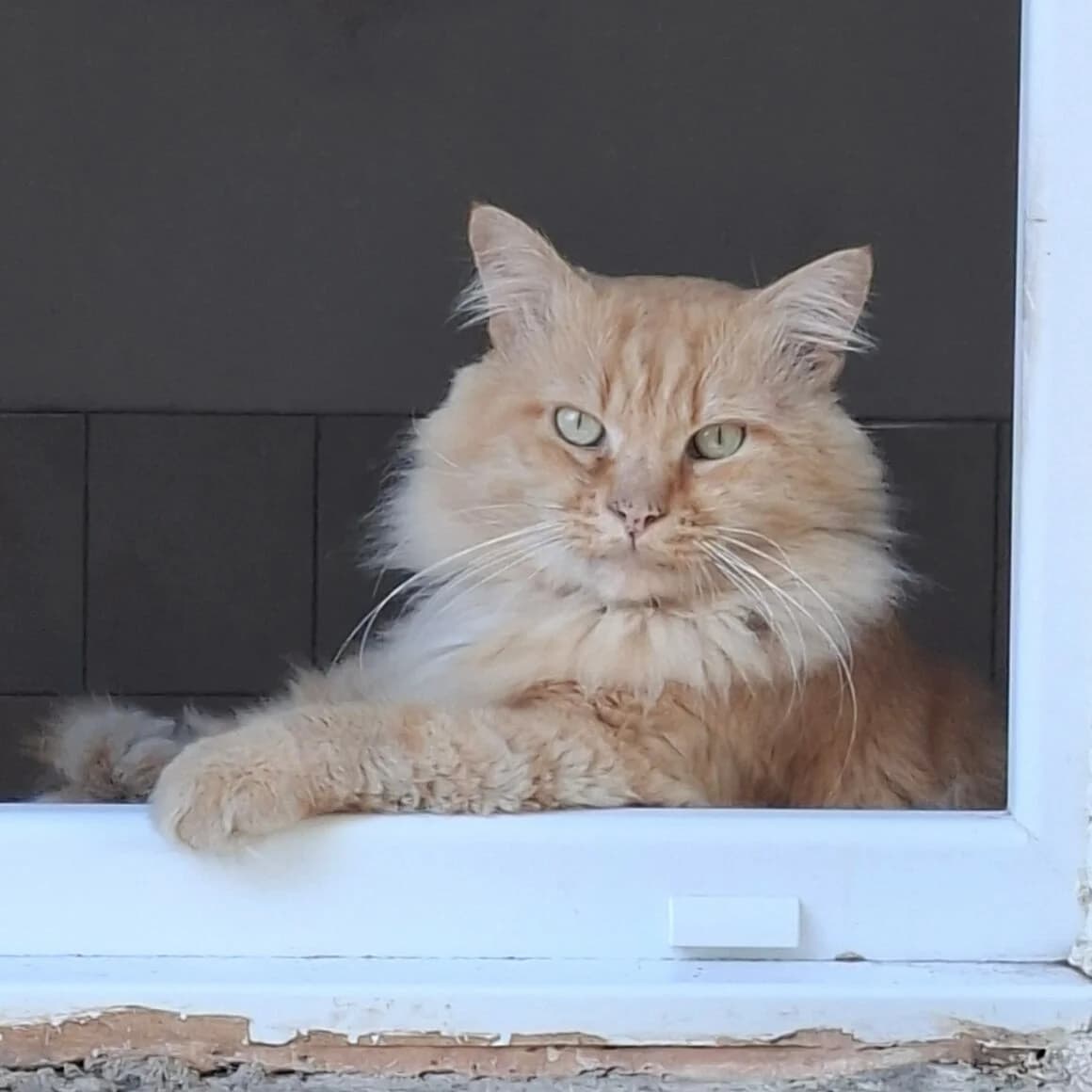 Bounty, male young Mixed Breed for adoption at CAT, chabris