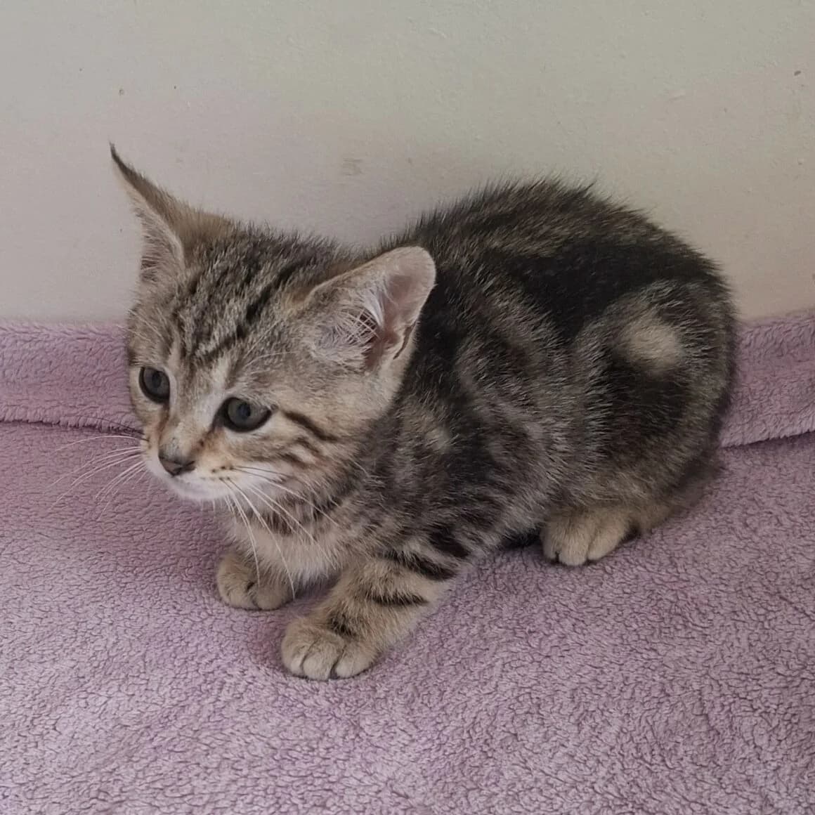 Barbapapa, male puppy Mixed Breed for adoption at CAT, chabris