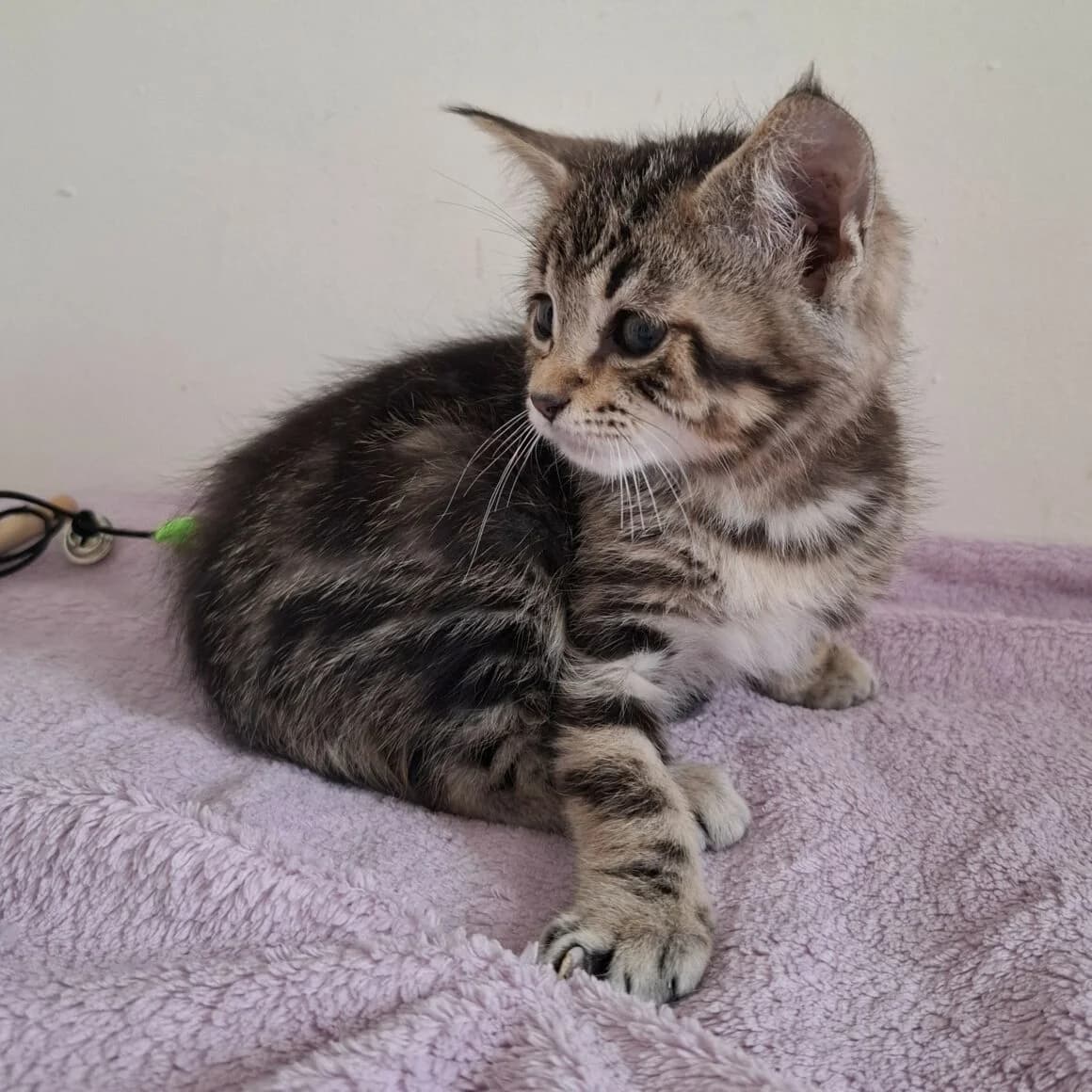 Barbidou, male puppy Mixed Breed for adoption at CAT, chabris