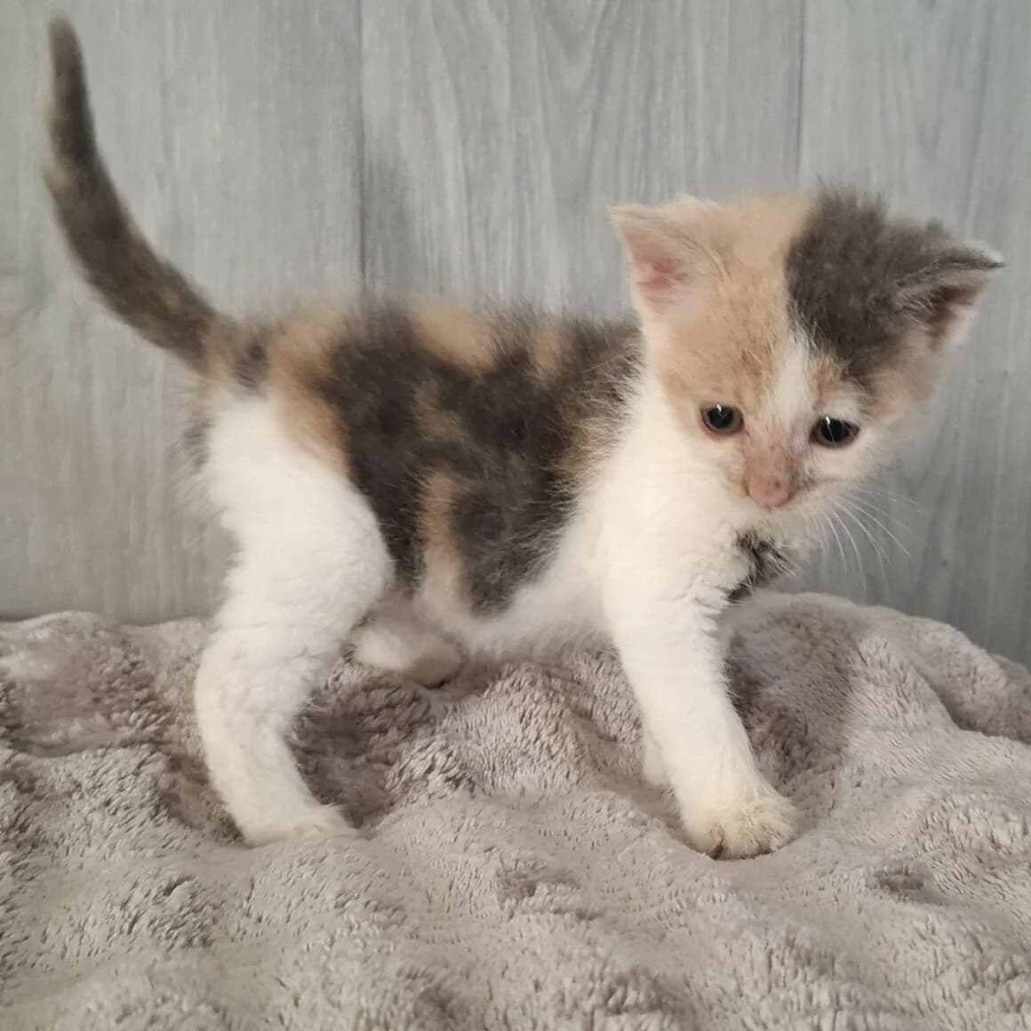 BELLE, female puppy Mixed Breed for adoption at CAT, chabris