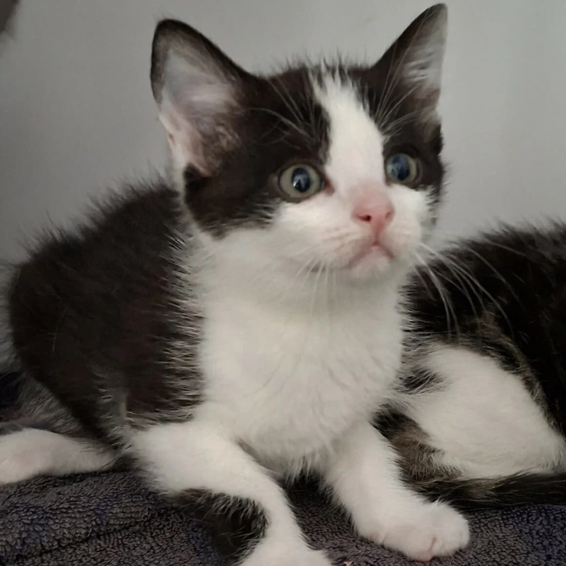 Brya, female puppy Mixed Breed for adoption at CAT, chabris