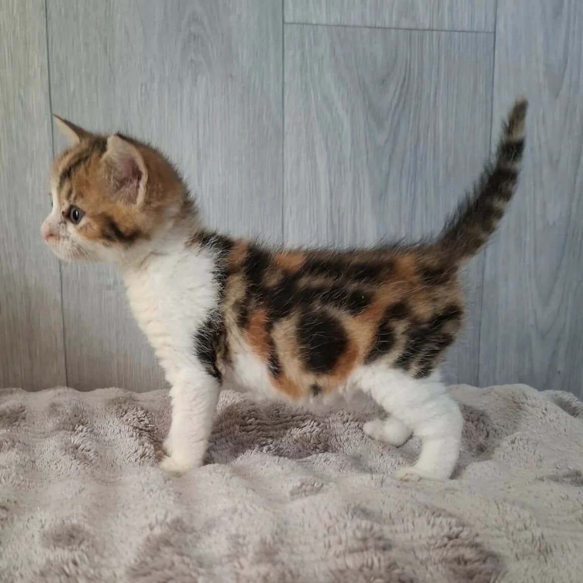 Bulle, female puppy Mixed Breed for adoption at CAT, chabris