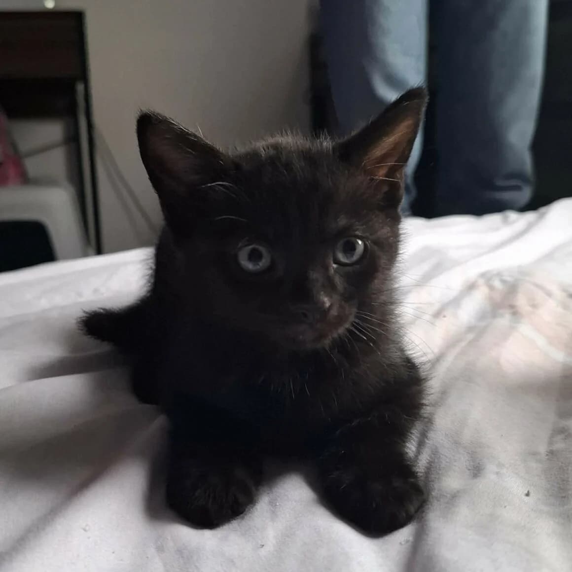 Baloo, male puppy Mixed Breed for adoption at CAT, chabris