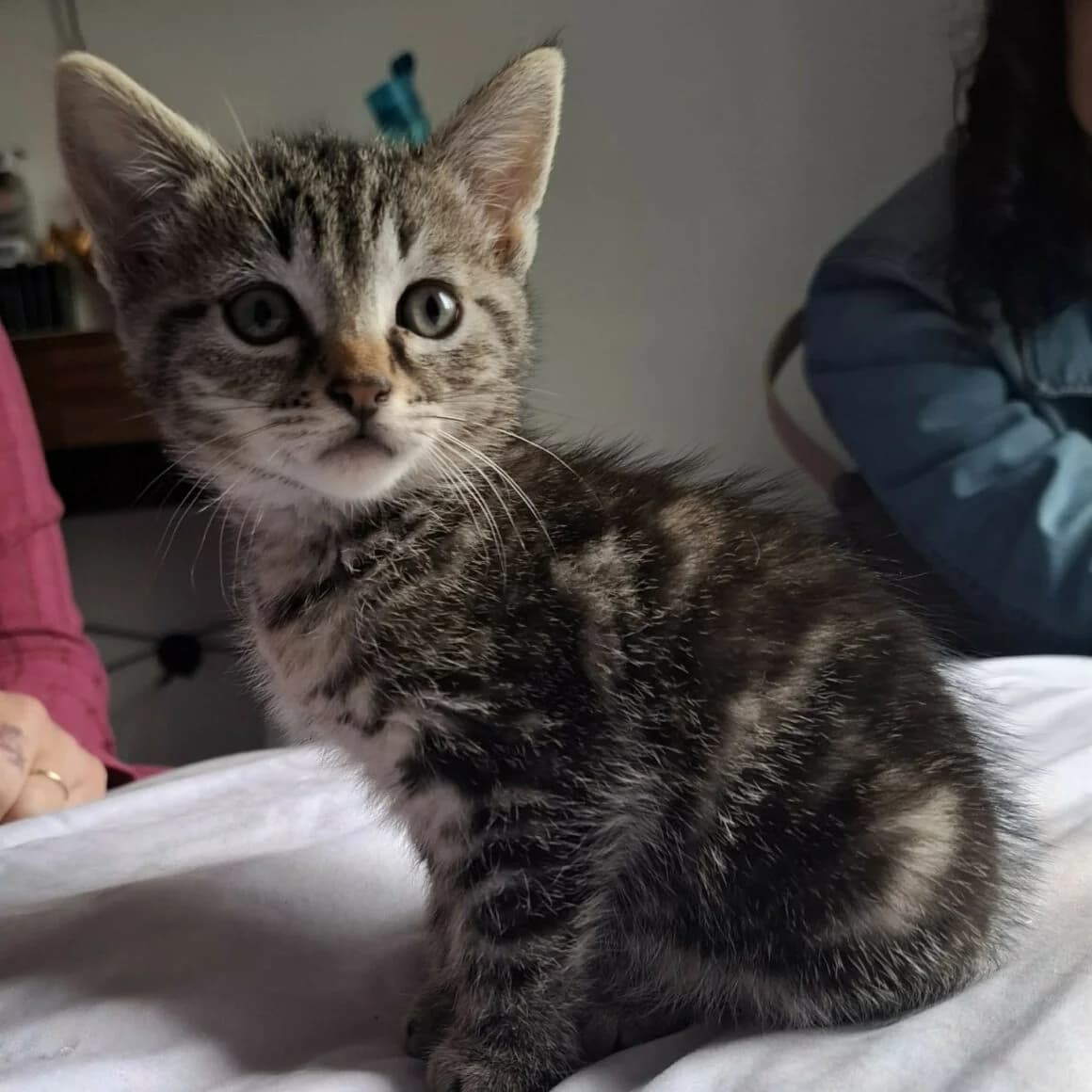 Bunny, male puppy Mixed Breed for adoption at CAT, chabris