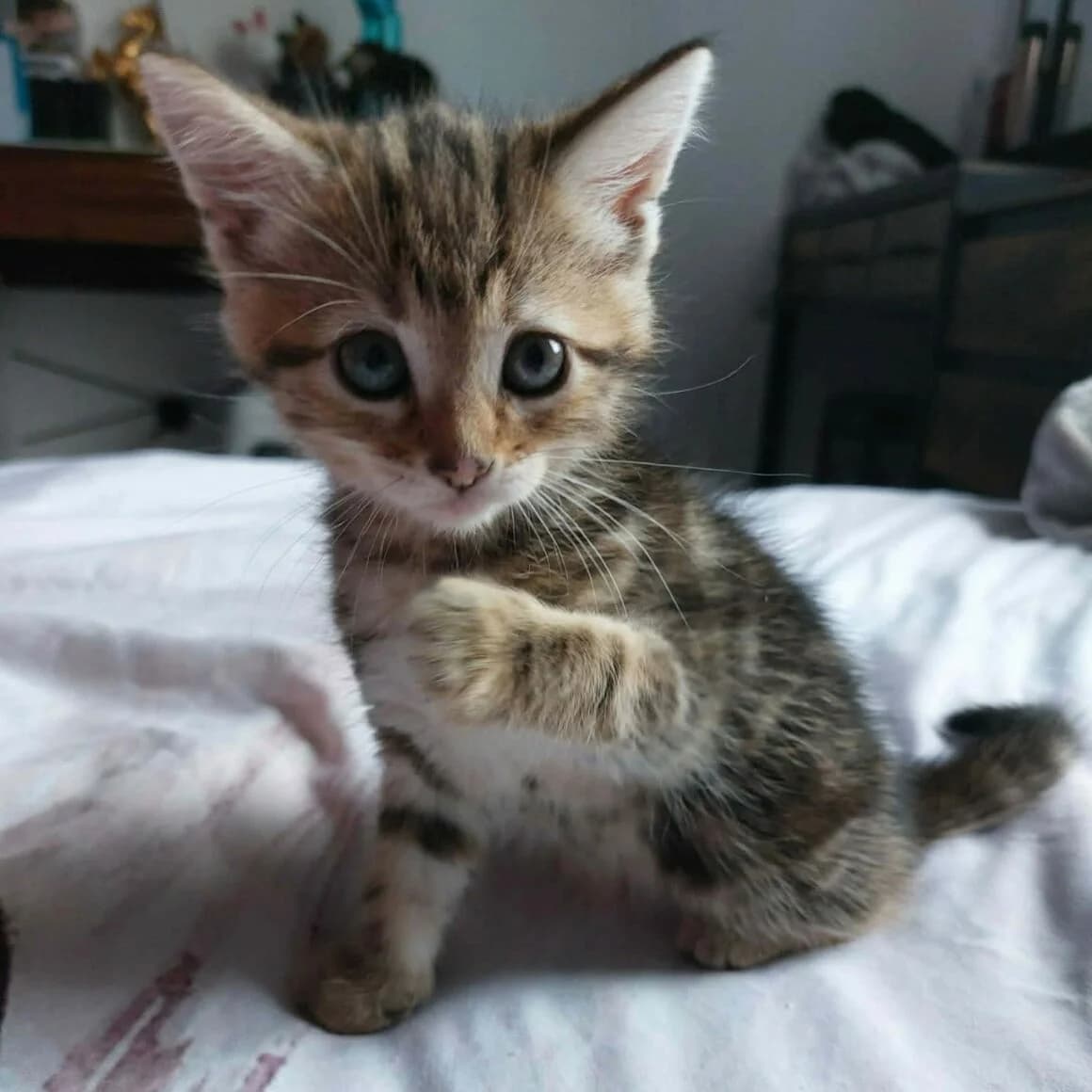 Baya, female puppy Mixed Breed for adoption at CAT, chabris