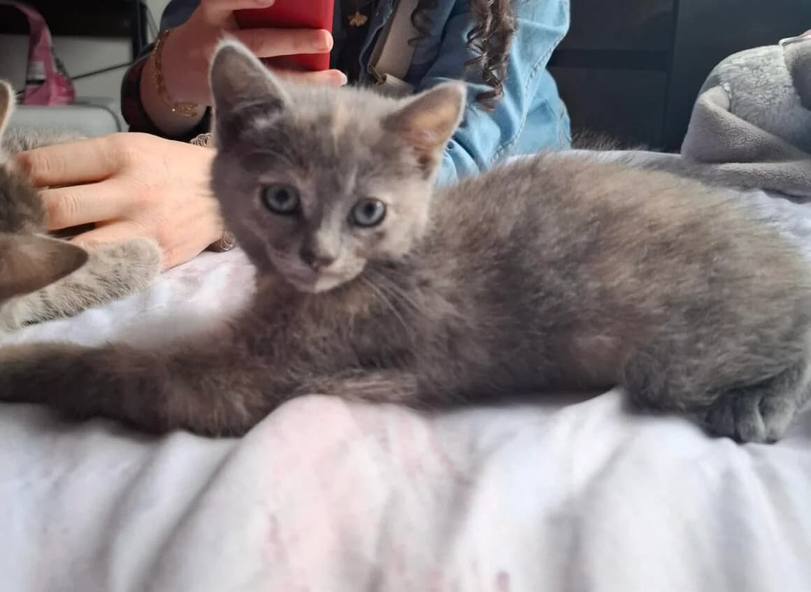 Belyna, female puppy Mixed Breed for adoption at CAT, chabris
