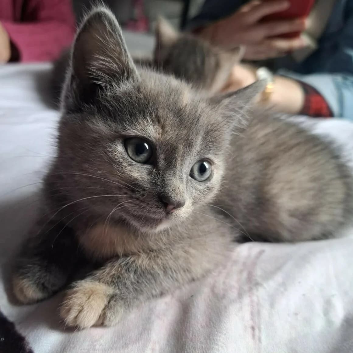 Belyna, female puppy Mixed Breed for adoption at CAT, chabris