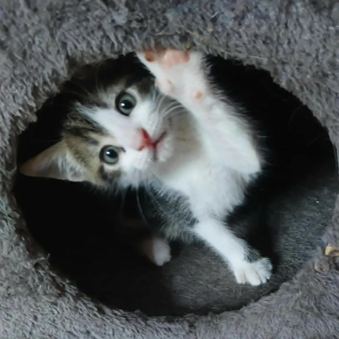 Bilbo, male puppy Mixed Breed for adoption at CAT, chabris