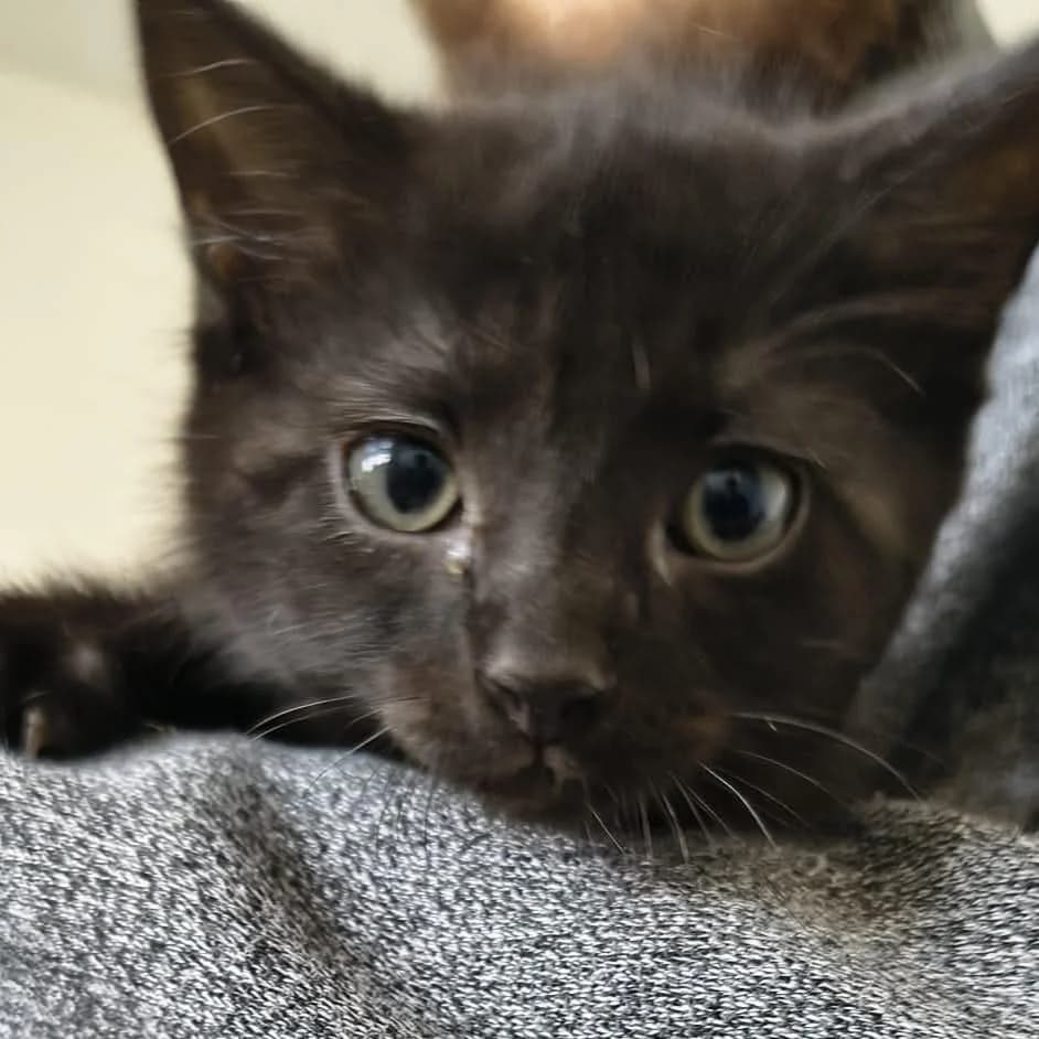 Banania, female puppy Mixed Breed for adoption at CAT, chabris