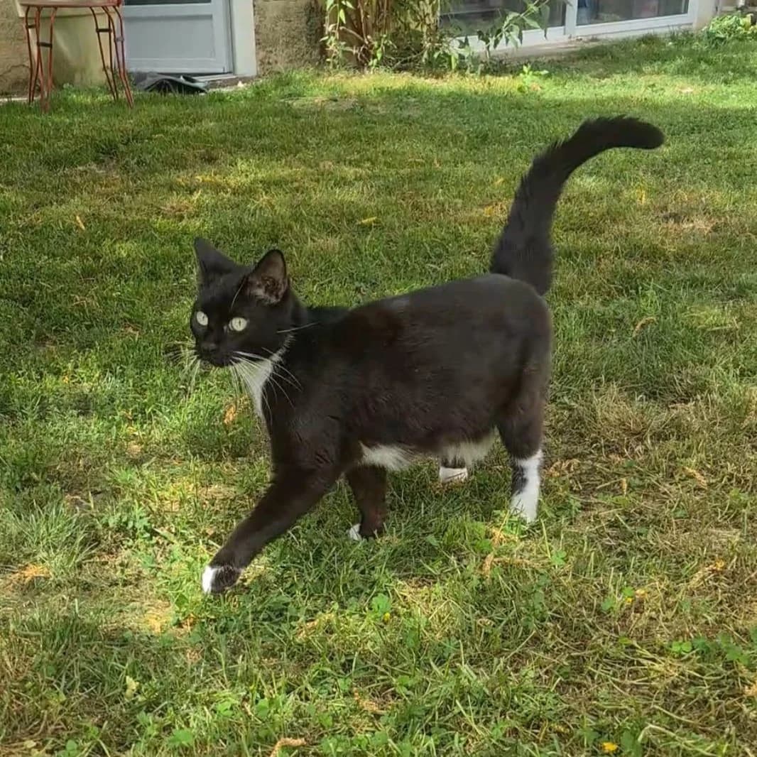 Basiléa, female young Mixed Breed for adoption at CAT, chabris