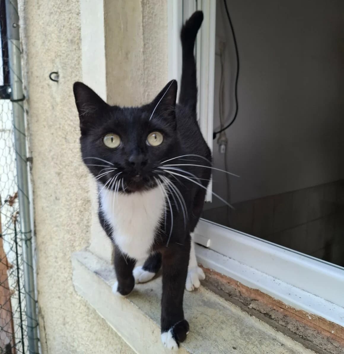 BasilΓ©a, female young Mixed Breed for adoption at CAT, chabris