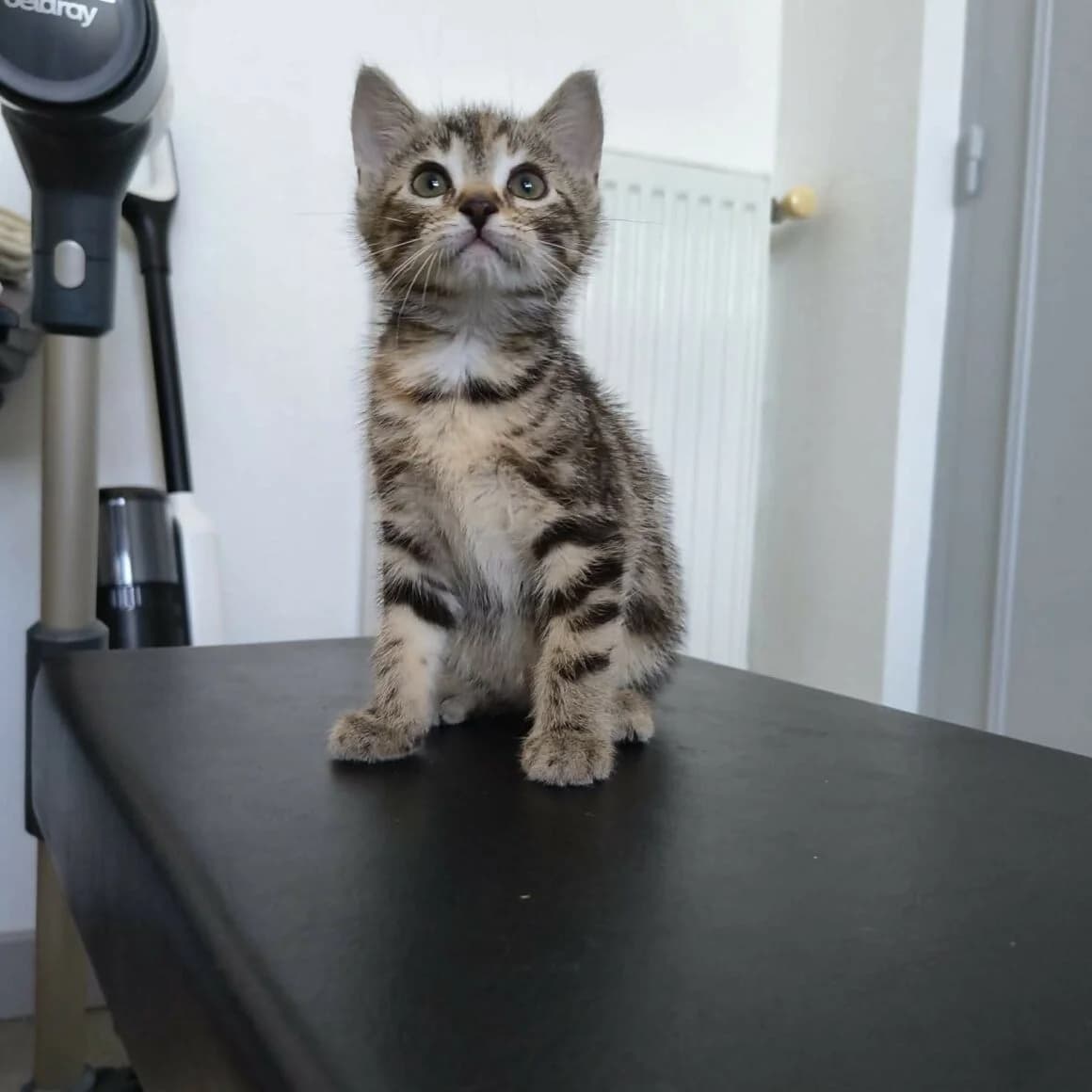 Bonbon, female puppy Mixed Breed for adoption at CAT, chabris