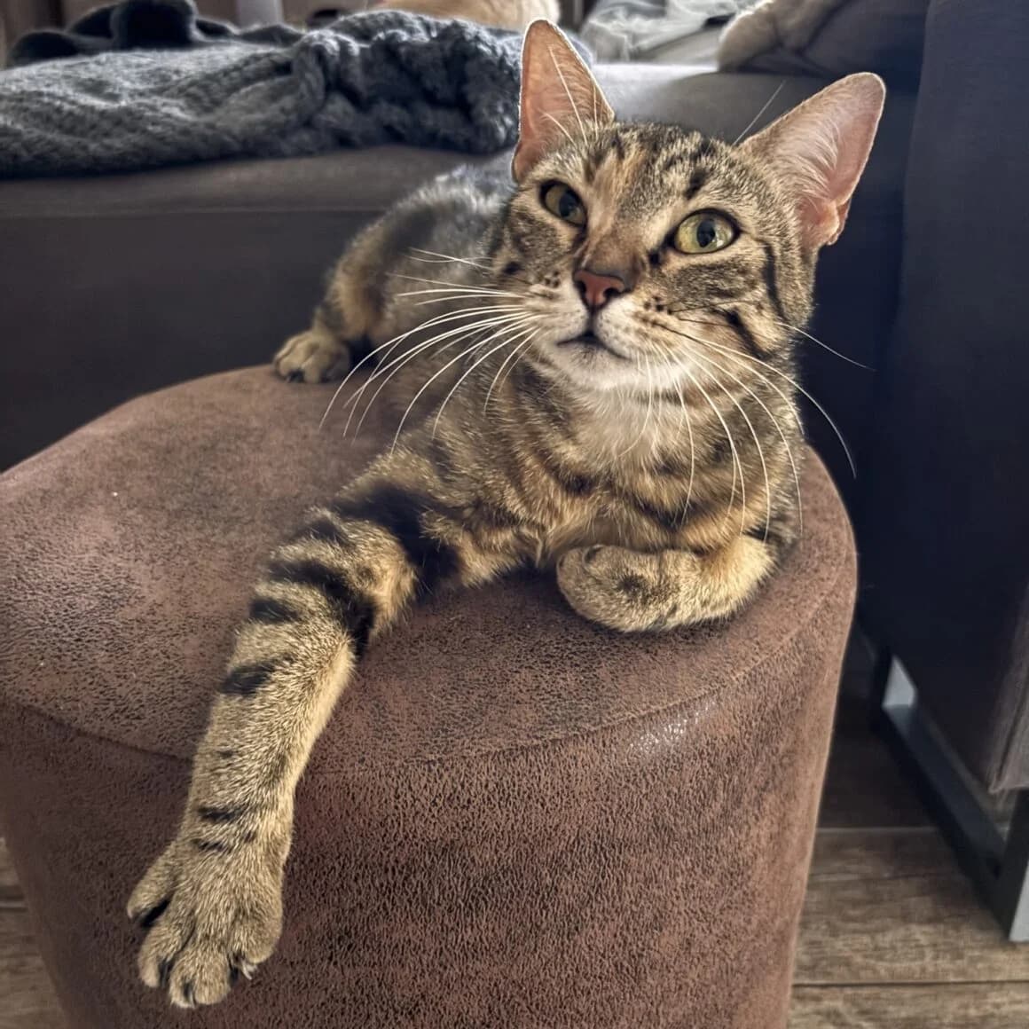 Bastet, female young Mixed Breed for adoption at CAT, chabris