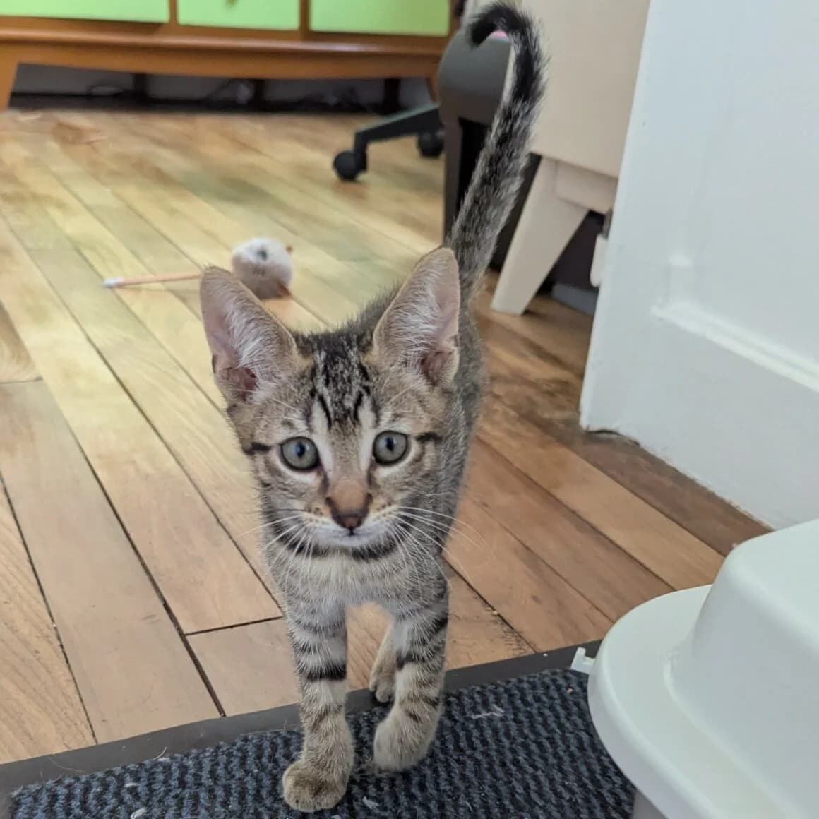 Balignon, male puppy Mixed Breed for adoption at CAT, chabris