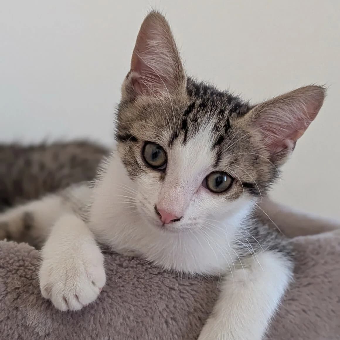 BΓ©bΓ©caille, male puppy Mixed Breed for adoption at CAT, chabris