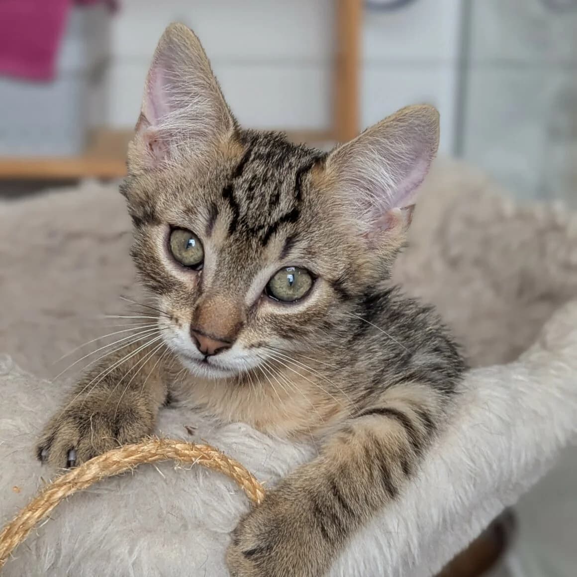 Boustiflor, male puppy Mixed Breed for adoption at CAT, chabris