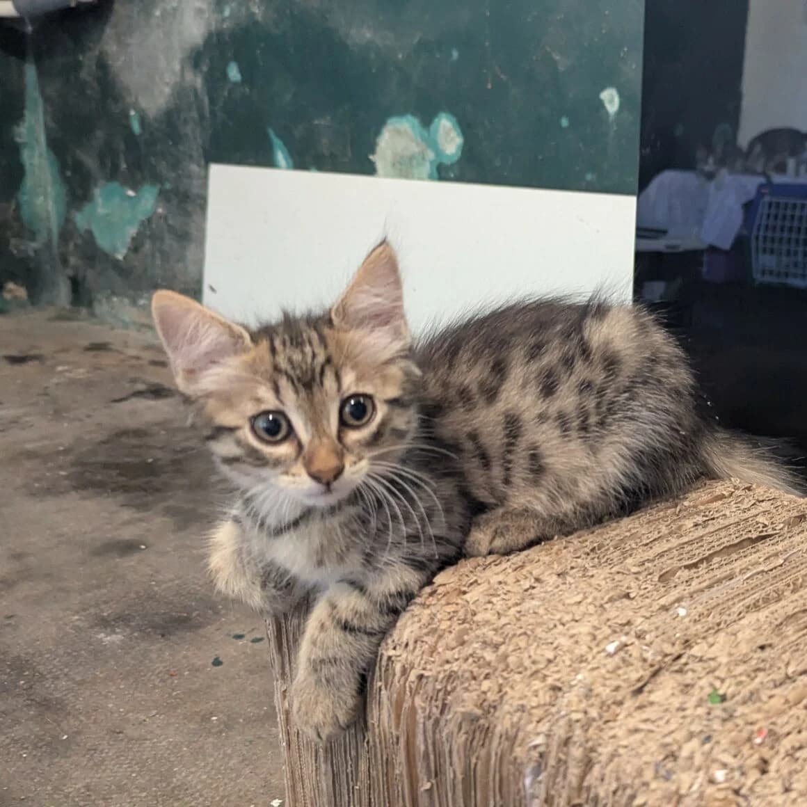 Branette, female puppy Mixed Breed for adoption at CAT, chabris
