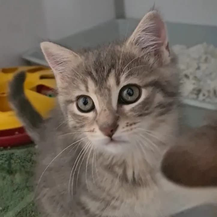 Bluette, female puppy Mixed Breed for adoption at CAT, chabris