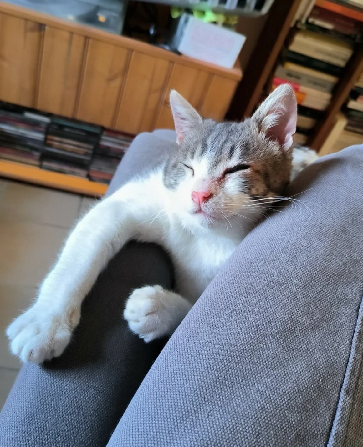 Balzac, male young Mixed Breed for adoption at CAT, chabris