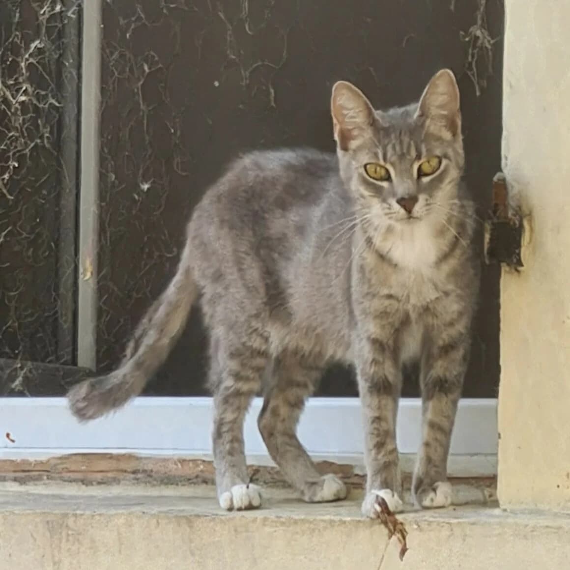 Bonnemine, female young Mixed Breed for adoption at CAT, chabris