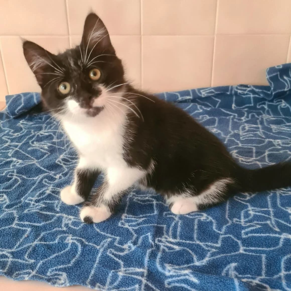 Batman, male puppy Mixed Breed for adoption at CAT, chabris
