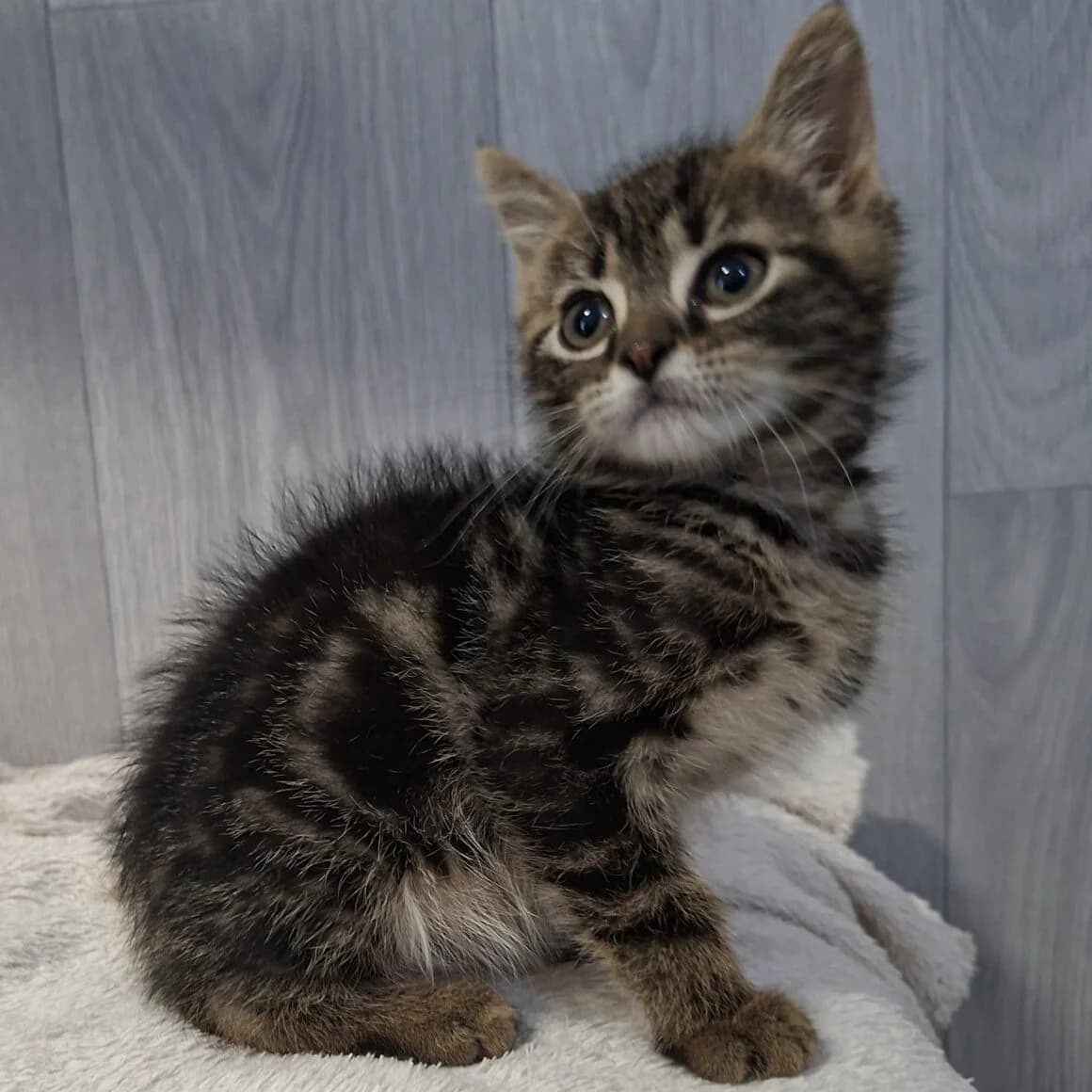 Bahio, male puppy Mixed Breed for adoption at CAT, chabris