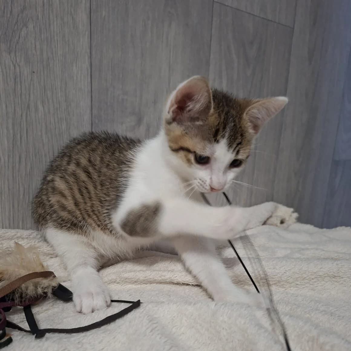 BanzaΓ―, male puppy Mixed Breed for adoption at CAT, chabris