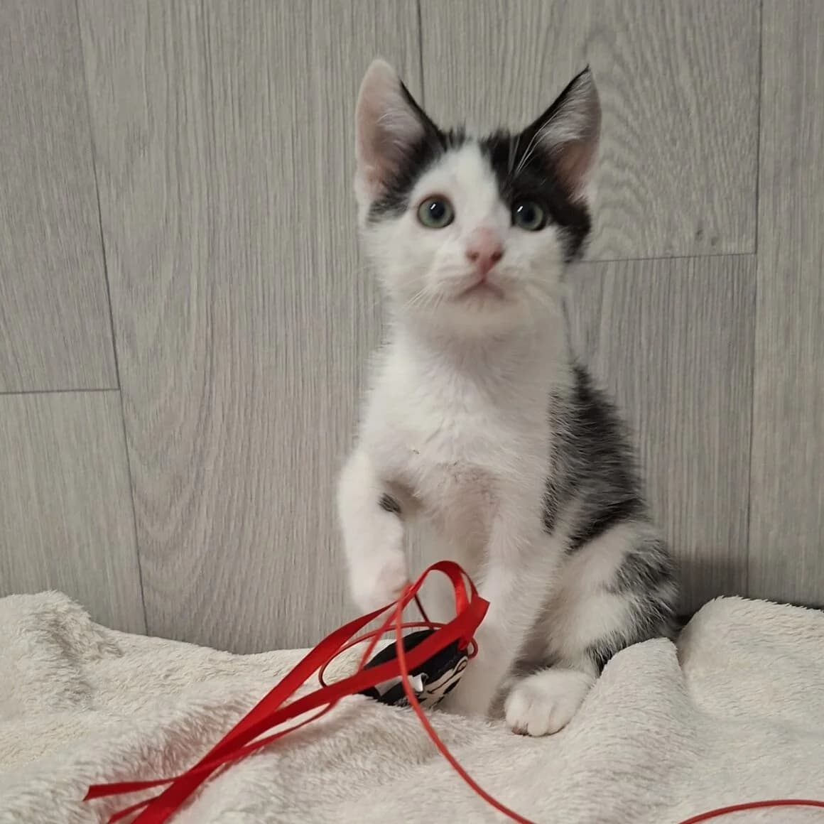 Buddy, male puppy Mixed Breed for adoption at CAT, chabris
