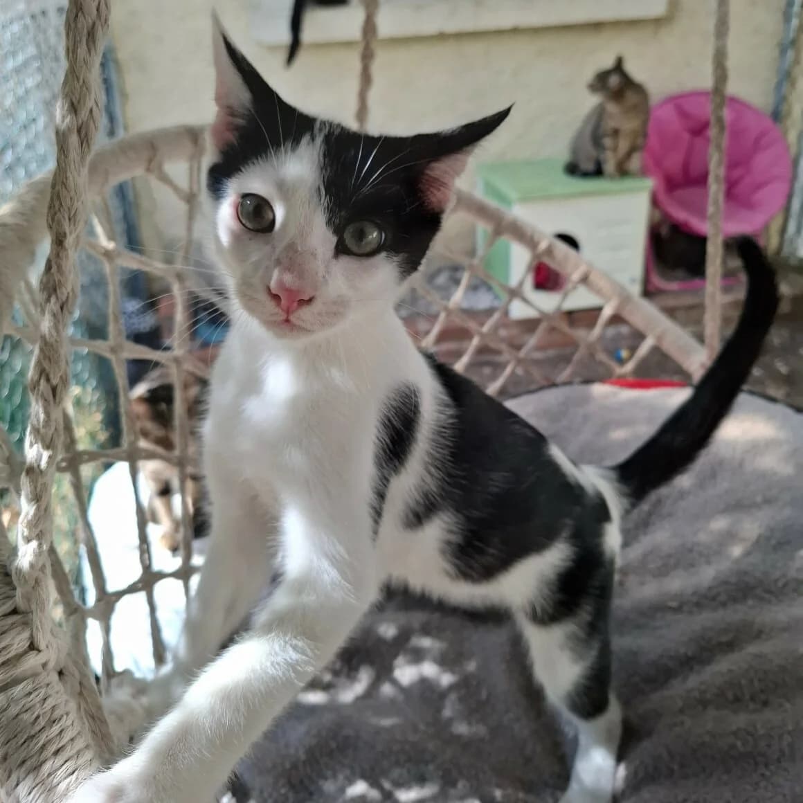 Buddy, male puppy Mixed Breed for adoption at CAT, chabris