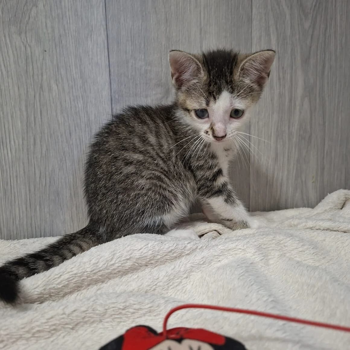 Berline, female puppy Mixed Breed for adoption at CAT, chabris