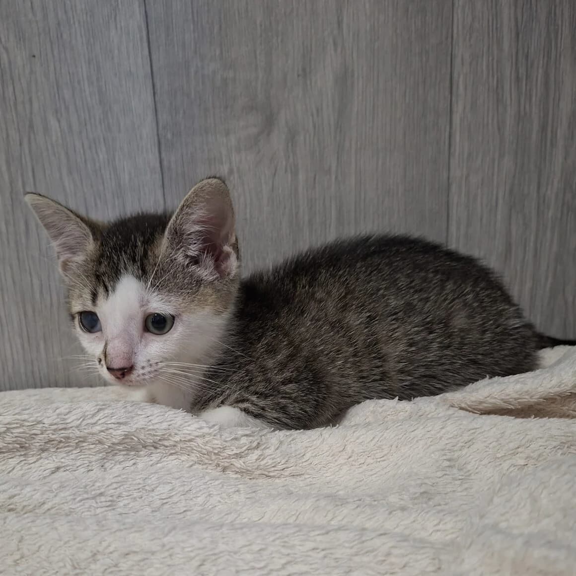 Berline, female puppy Mixed Breed for adoption at CAT, chabris