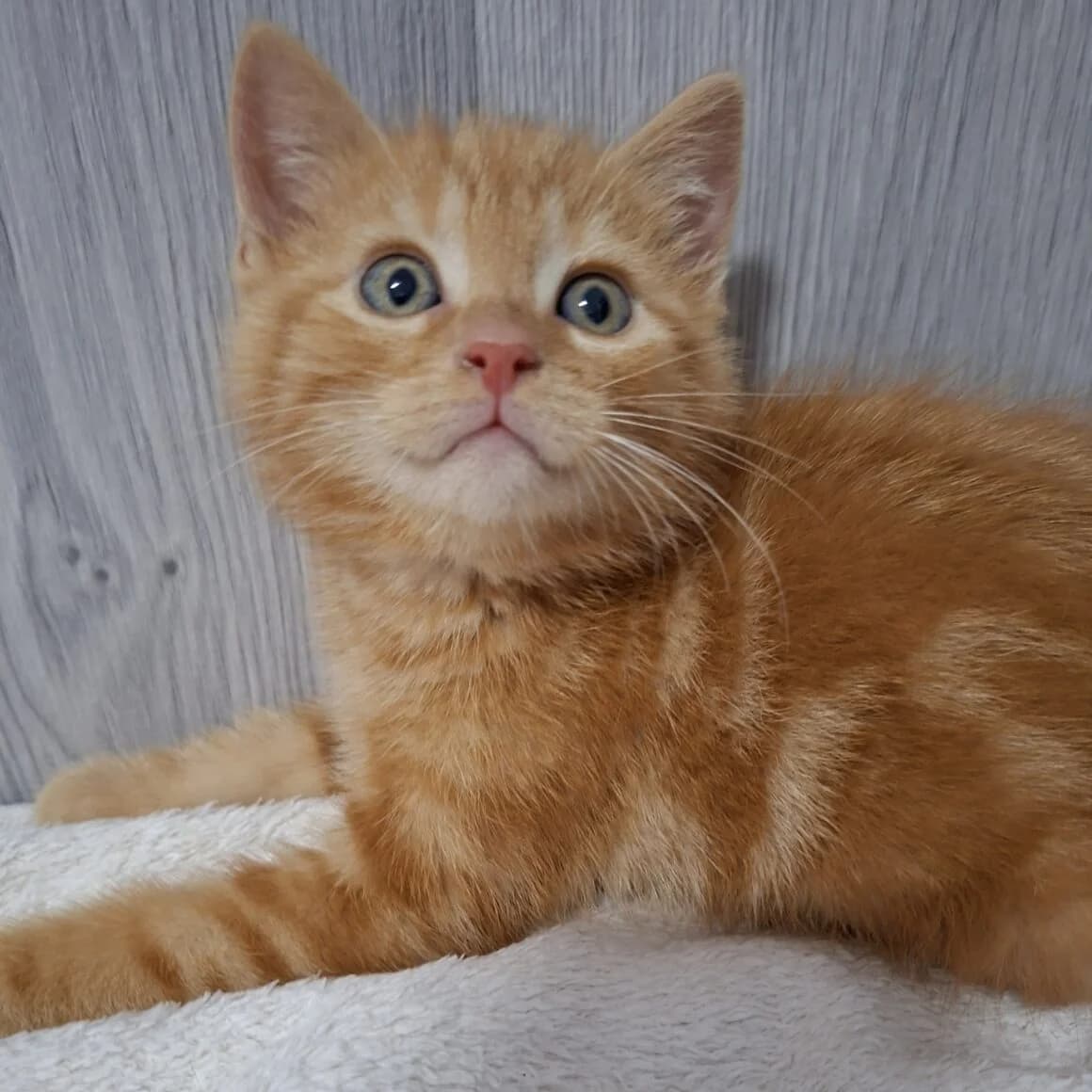 Bibichut, male puppy Mixed Breed for adoption at CAT, chabris