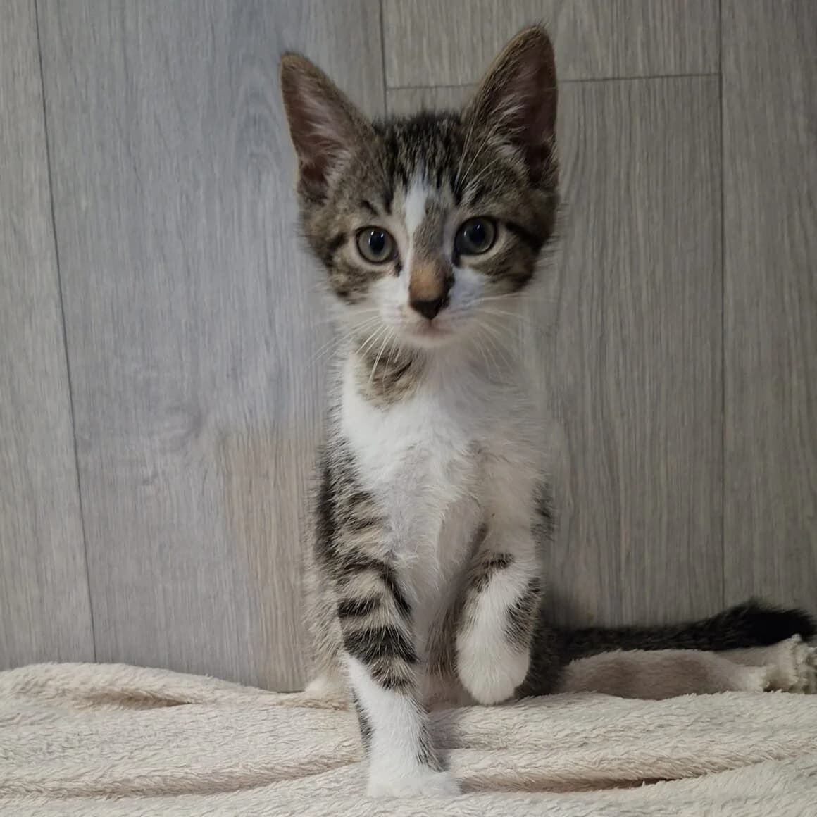 Bisounours, male puppy Mixed Breed for adoption at CAT, chabris