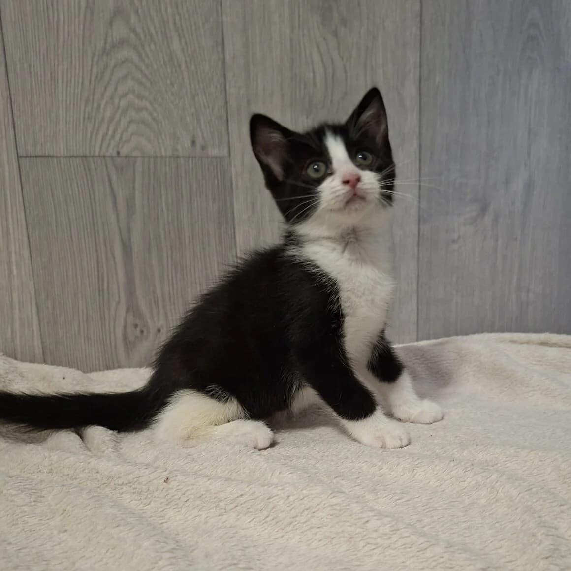 Bonnie, female puppy Mixed Breed for adoption at CAT, chabris
