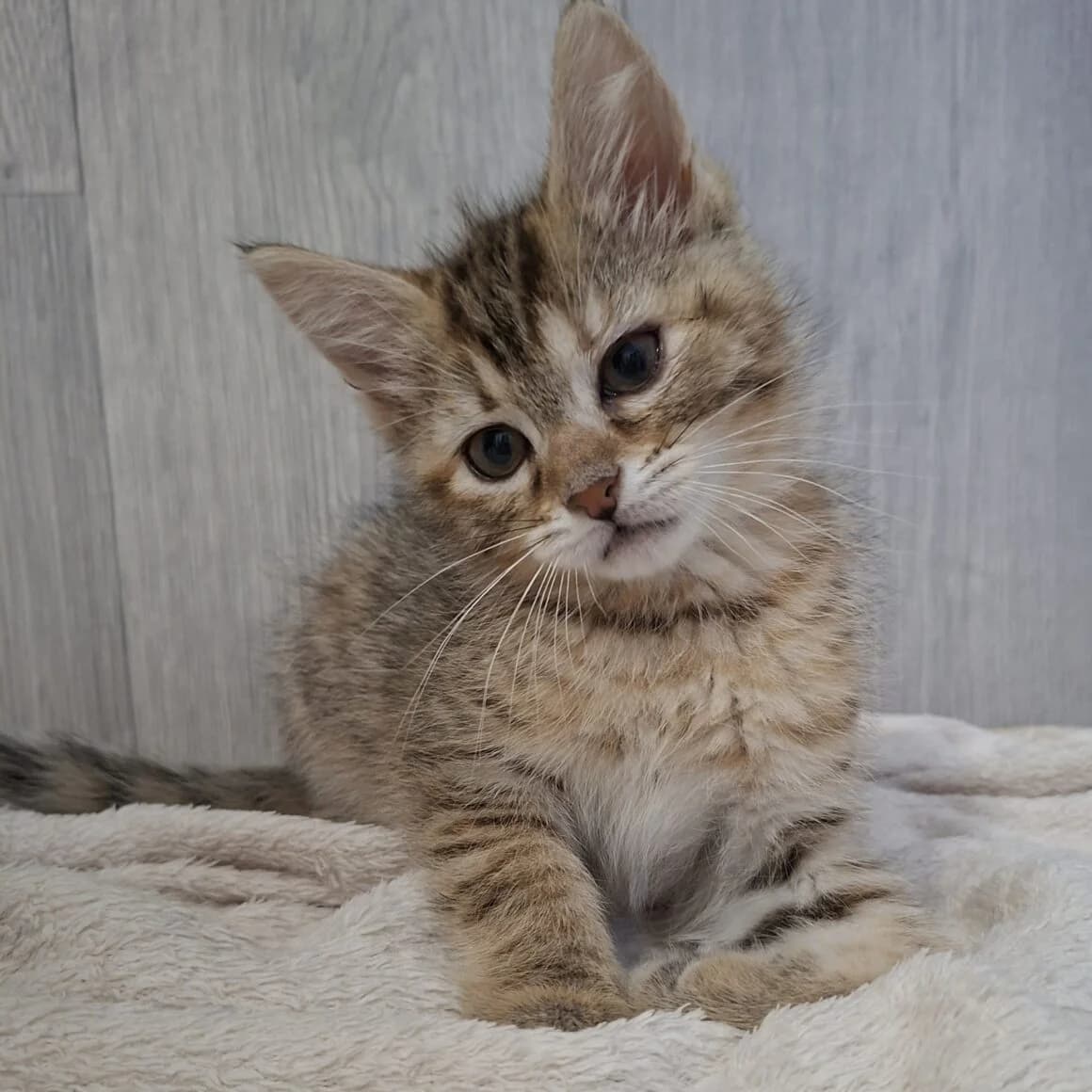 Brooklyn, female puppy Mixed Breed for adoption at CAT, chabris