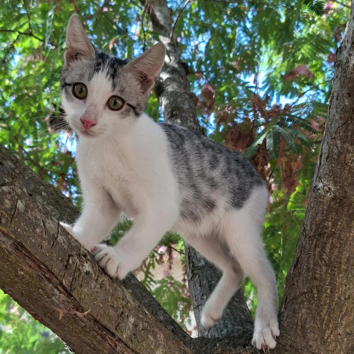 Barbichat, male puppy Mixed Breed for adoption at CAT, chabris