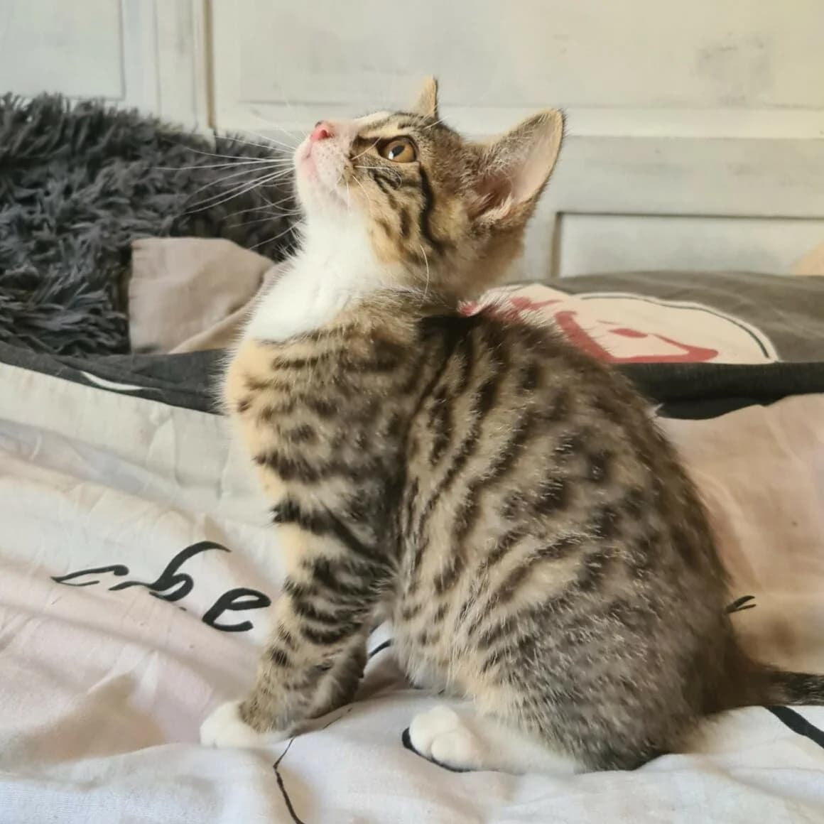 Bowie, female puppy Mixed Breed for adoption at CAT, chabris