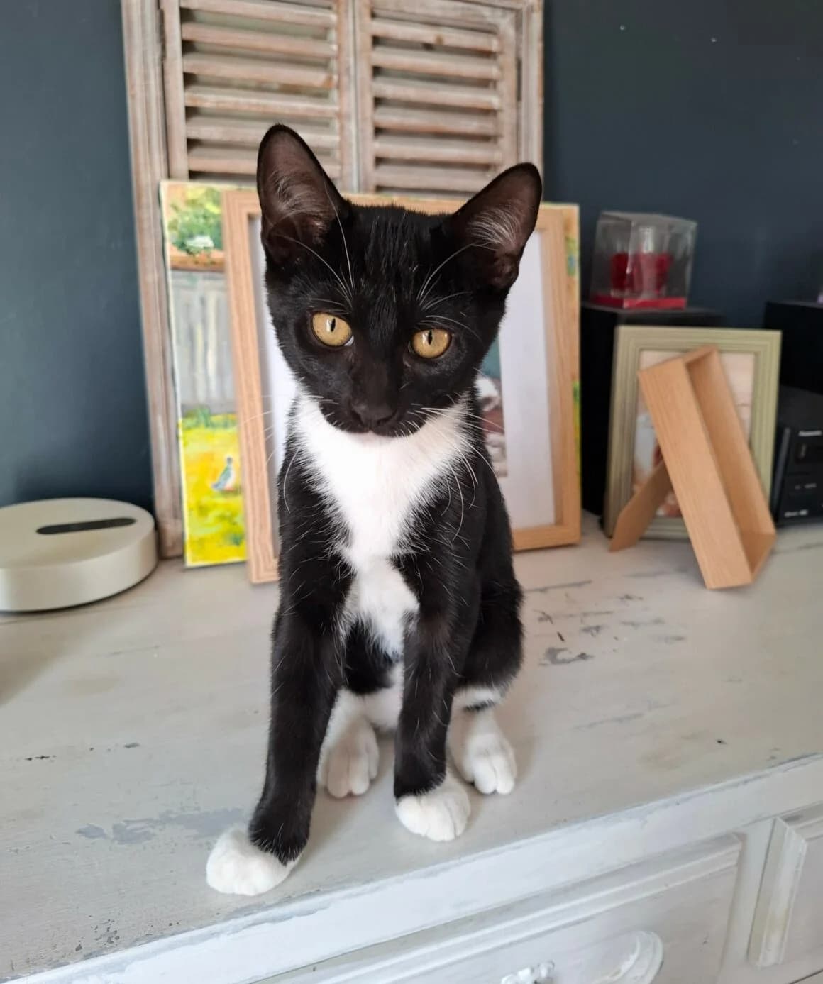 Biscuit, male puppy Mixed Breed for adoption at CAT, chabris